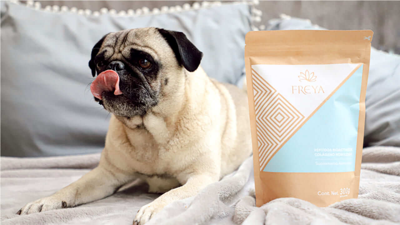 Perro de Raza PUG con producto Freya